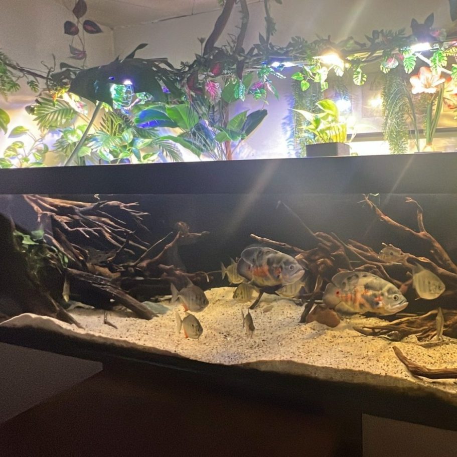 Aquarium,Terrarium,Teich,Wurzel,Talawa,Mangrove,Spiderwood,Moorholz